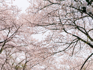 The cherry blossoms planted next to the workplace are in full bloom.
