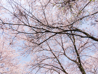 The cherry blossoms planted next to the workplace are in full bloom.
