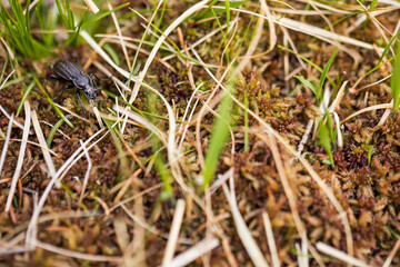 Macro image of an insect in Germany