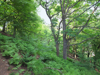 summer woodland with vibrant green foliage and sunlit ferns on the forest floor with bright sky behind the trees
