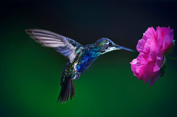 (heliomaster furcifer) Colorful hummingbird - obrazy, fototapety, plakaty