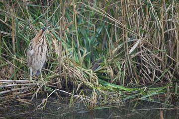 Eurasian Bittern - Rohrdommel - Botaurus stellaris ssp. stellaris, Switzerland