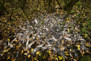 Northern Goshawk - Habicht - Accipiter gentilis, Germany (Niedersachsen), remainings of a Long-eared Owl
