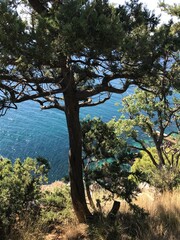 tree in the mountains