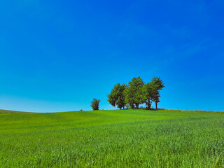 Lonely trees in the countryside