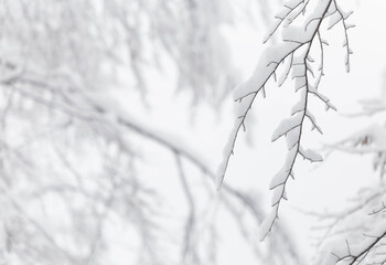 Baumzweige im Schnee