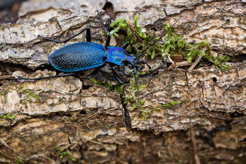 Macro image of an insect in Germany