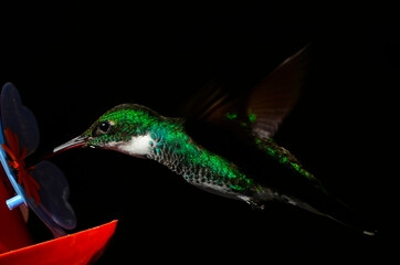 colibrí volando bebiendo néctar con fondo negro © Maelia Rouch