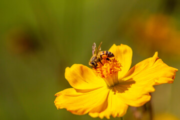 bee on flower