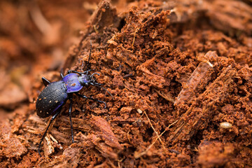 Macro image of an insect in Germany