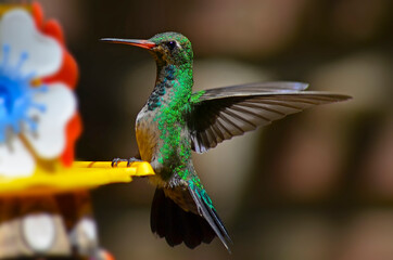 Colibrí esmeralda volando