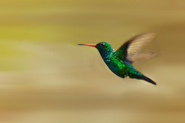 Colibrí esmeralda volando