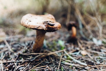Fungi grow after rains on forest floors.