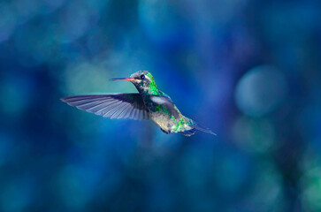 colibrí volando con fondo de bokeh azul