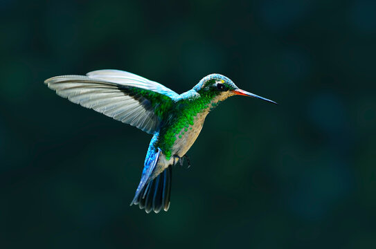 Colibr&iacute; esmeralda volando