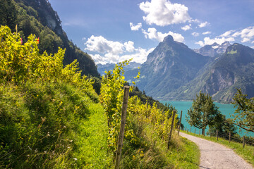 Fototapeta na wymiar sunny day in Sisikon at Lake Uri in the Swiss Alps