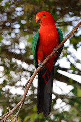 Male King Parrot