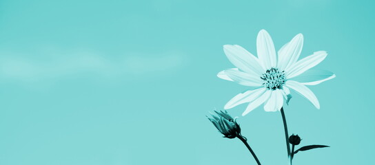 Blütenblätter und Knospe isoliert und freigestellt vor unscharfen Hintergrund in den Farben Blau...