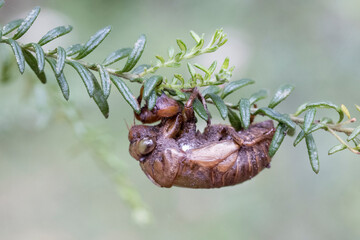 Cicada shell clinging onto tree branch