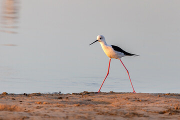 Black-winged stilt walking at the shore in the morning