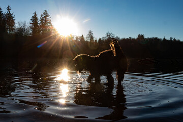 black Ladbradoodle dog is walking in a lake -  strong backlight sun - reflexion and water splashing
