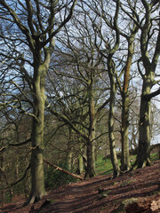 tall old beech trees in woodland on a spring morning with sunlight on the branches and blue sky