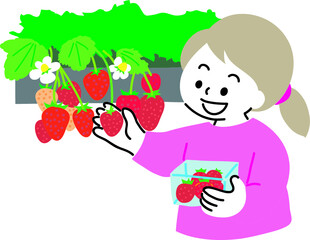 大粒のイチゴを取りながら、食べ放題のイチゴ狩りを楽しんでいる女性のイラスト