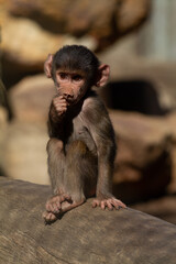 A baby baboon sucking its thumb at the zoo
