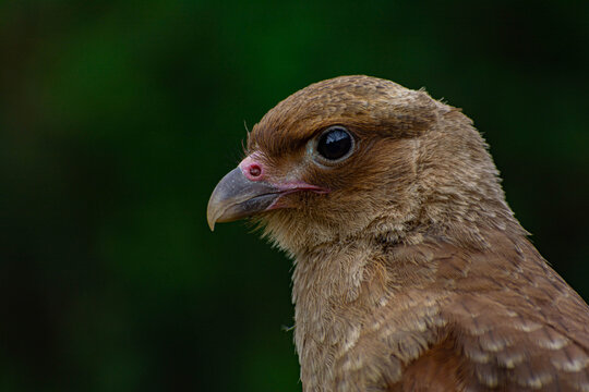 percil en primer plano de ave. El chimango (milvago chimango), tambi&eacute;n llamado tiuque, chiuque, triuque, triwk&uuml; o caracara chimango