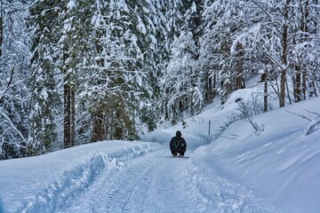 Schlitten fährt verschneiten Weg im Nadelwald entlang