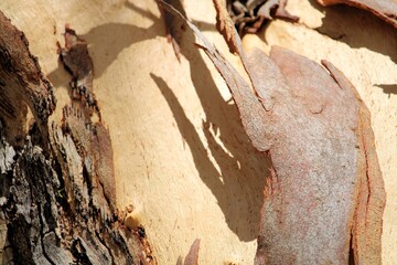 Close up of Pink Gum (Eucalyptus fasciculosa) bark, South Australia