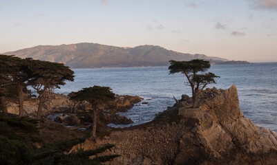 Fototapeta na wymiar Cypress Trees Growing out of Rocks on Central Coast of California in Big Sur