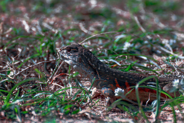 lizard on the ground