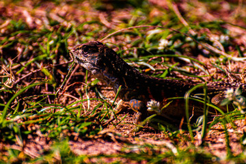 lizard on the grass