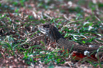 lizard on the grass