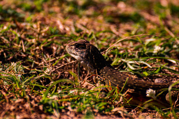 lizard on the ground