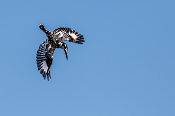 black and white Kingfisher in Chobe National Park, Botswana