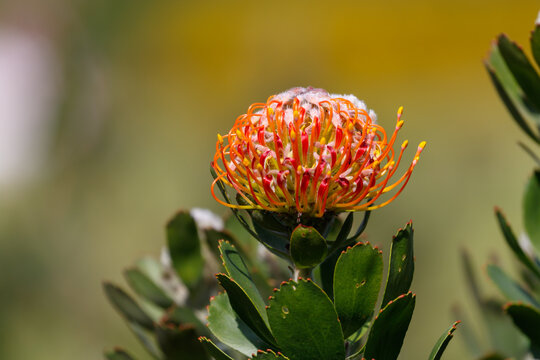 Pincushion Protea flower, south africa