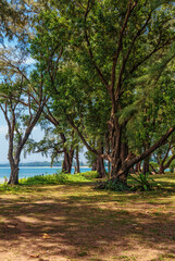 Fototapeta premium Exotic tropical beach.