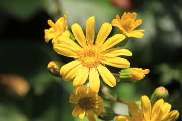 ツワブキの花　接写