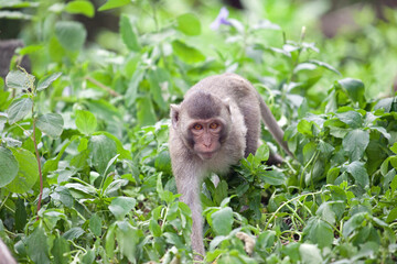 可愛いサル