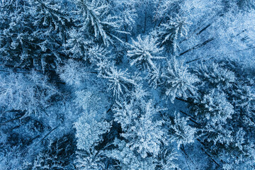 Aerial view of snow covered forest
