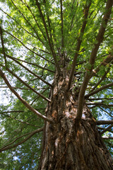 Big Sur California Red Tree