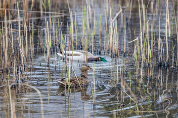zwei Enten auf einem Teich