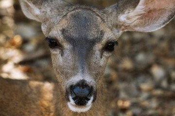 Lake Lopez Arroyo Grande San Luis Obispo California Wild Deer