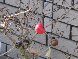 バラの実を見つけた