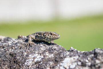Eidechse auf einer Mauer mit Gras im Hintergrund