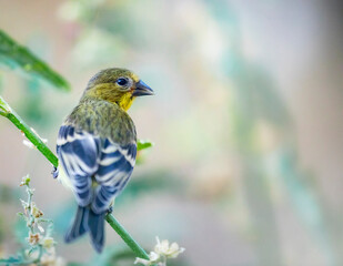 Bird Background for screen or print