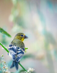Bird Background for screen or print