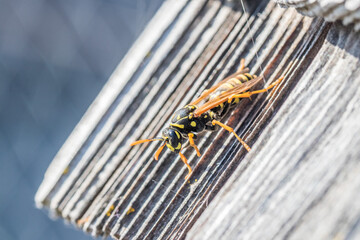 Markoaufnahme einer Wespe auf einem St&uuml;ck Holz